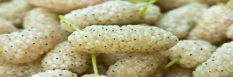 خواص توت سفید