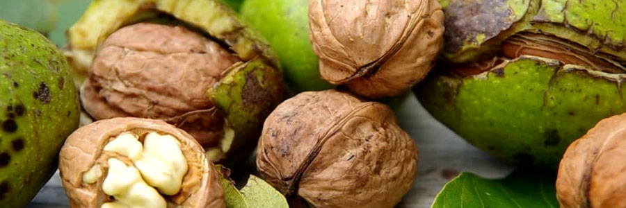 مصرف گردو در دوران بارداری