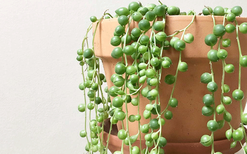 آبغوره و لاغری