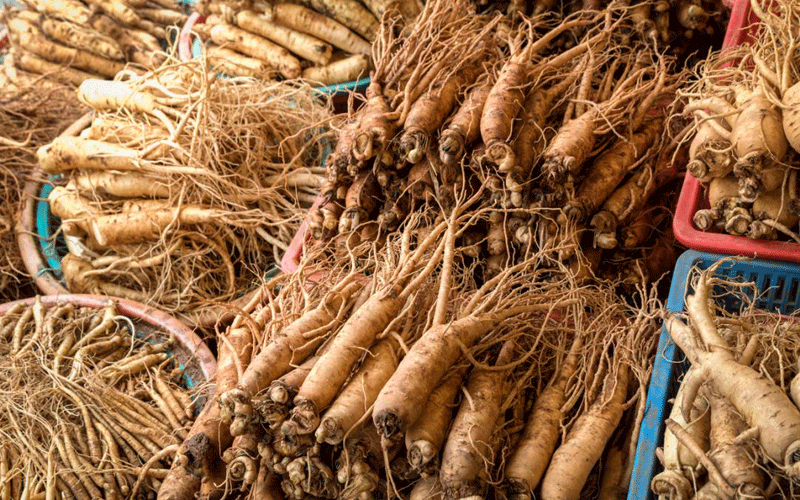 کاهش وزن با جینسینگ