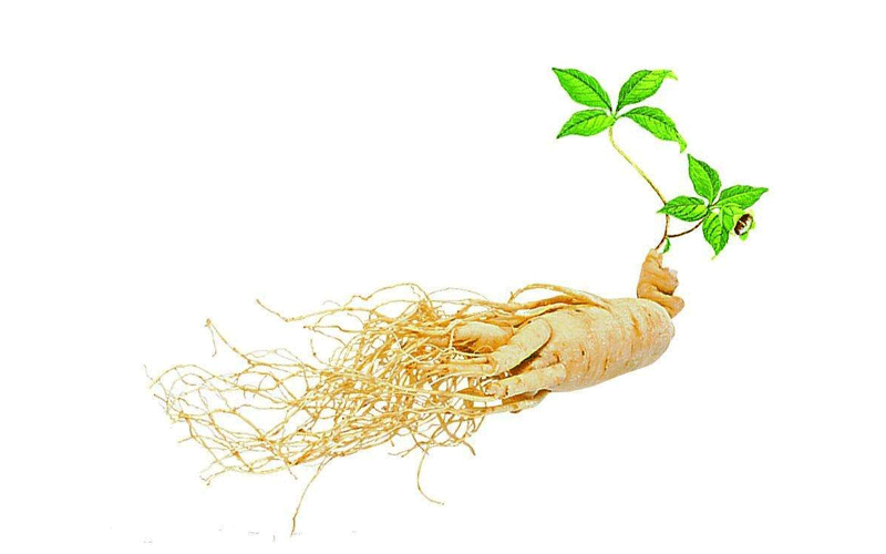 فواید جینسینگ