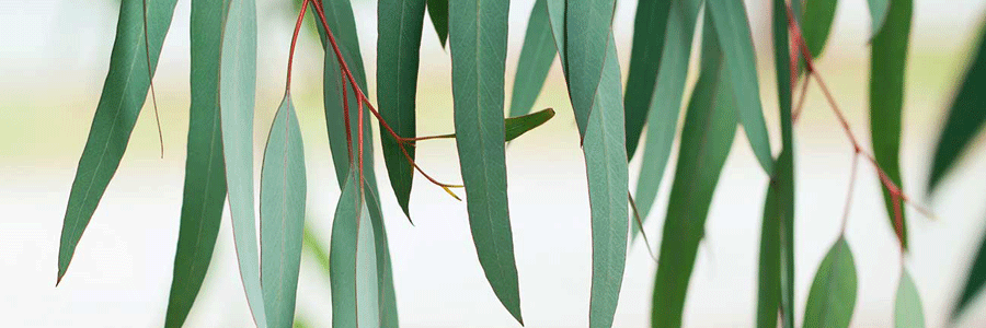 خواص اکالیپتوس