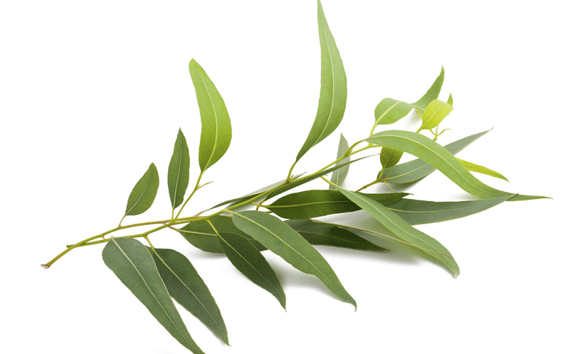 خواص درمانی اکالیپتوس