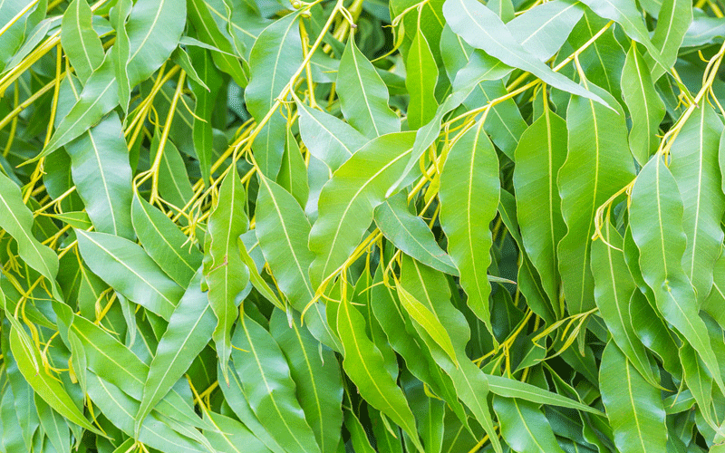 خواص اکالیپتوس برای مو و پوست