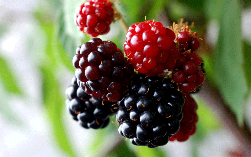 شاه توت و خواصش