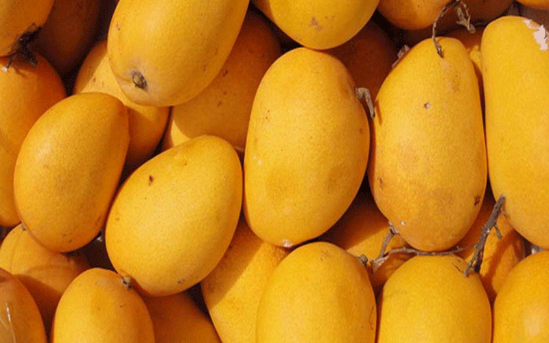 انبه و لاغری