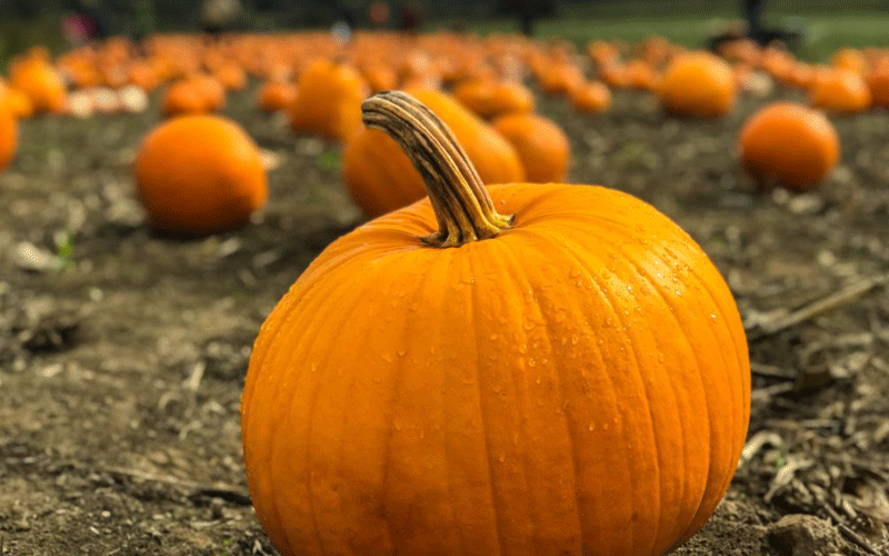 خواص کدو و تخمه کدو