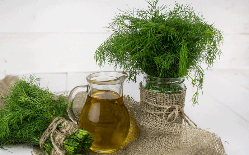 شوید و لاغری