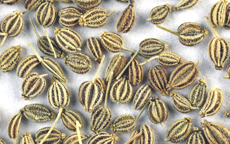 ارزش غذایی زنیان