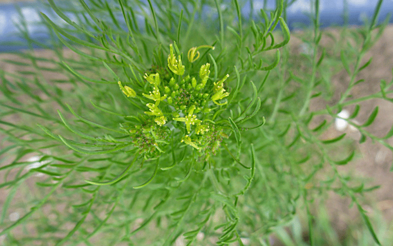 خاکشیر و لاغری