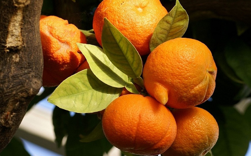 فواید درمانی نارنج