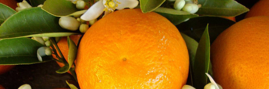 فواید نارنج