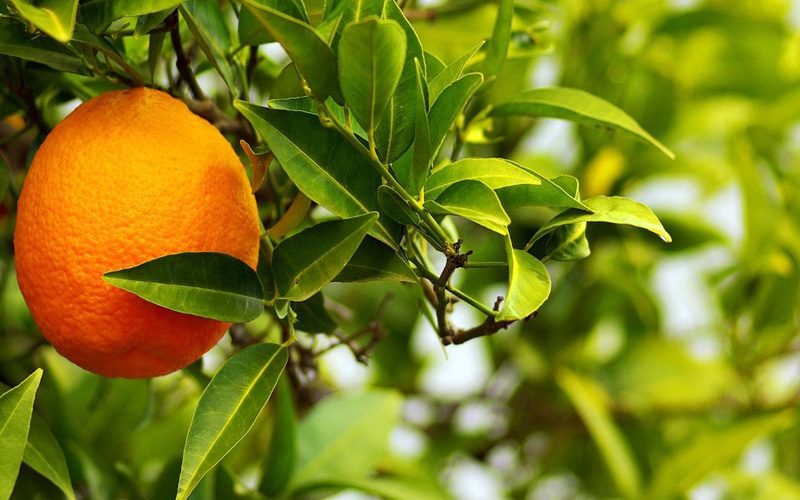 نارنج و کاهش وزن