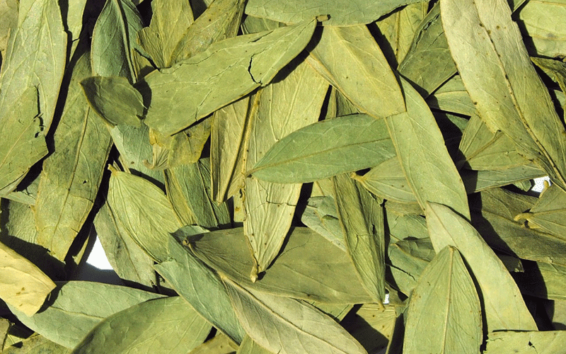 برگ سنا و لاغری