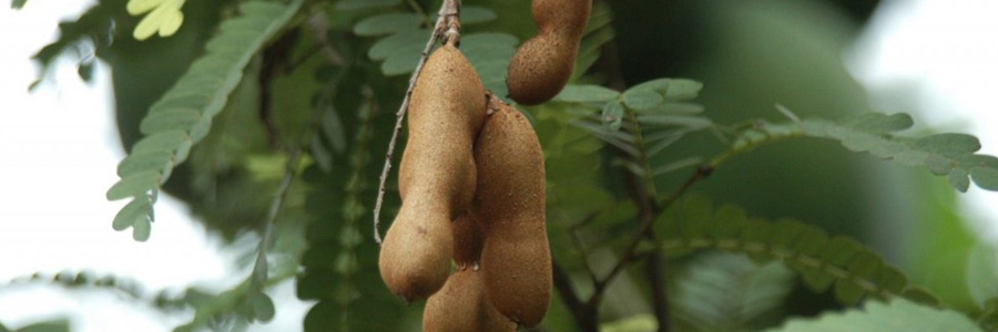 خواص تمر هندی