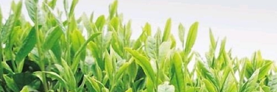 گیاه کاهنده اشتها در آفریقای جنوبی